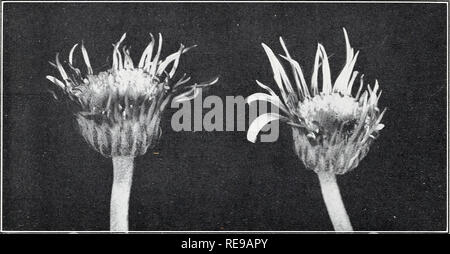 . Control of cyclamen and broad mites on Gerbera. Mites Control ...