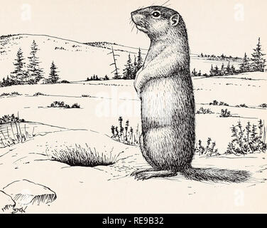 . Controlling field rodents in California. Rodents; Mammals. Fig. 7. Oregon ground squirrel of northeastern California. Head and body about 8V2 inches, tail, 2Vi inches. FORMULA 4 For Oregon Ground Squirrel Oats, recleaned 20 quarts Strychnine (powdered alkaloid) 1 ounce Bicarbonate of soda (baking soda) 1 ounce Thin starch paste 3/4 pint Heavy corn syrup 1/4 pint Glycerine 1 tablespoon Saccharin 1/10 ounce Mix the strychnine, baking soda, and saccharin together dry. Prepare the starch paste by mixing 1 heaping tablespoon of dry gloss starch in a little cold water until smooth. Then pour into  Stock Photo