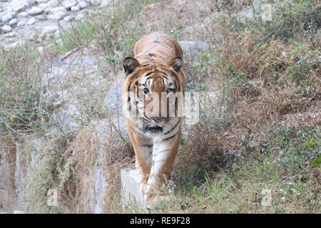 The Royal Bengal Tiger on the Move Stock Photo