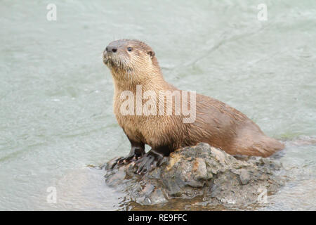 River Otter (Lontra canadensis) on rock in the Lamar River