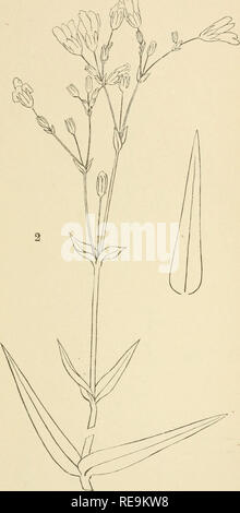 . Contributions from the Herbarium of Columbia College. Plants. . Please note that these images are extracted from scanned page images that may have been digitally enhanced for readability - coloration and appearance of these illustrations may not perfectly resemble the original work.. Columbia College (New York, N. Y. ). Herbarium. [New York : Columbia College Stock Photo