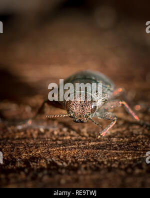 A big shiny beautiful jewel beetle (Dicerca alni, Buprestidae) sitting on wood Stock Photo