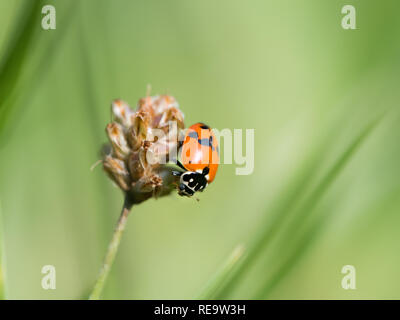 An adult Asian ladybeetle (Harmonia axyridis, Coccinellidae) sitting on a dry flower Stock Photo