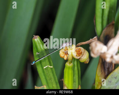 A damselfly in May 208 in Washington state, USA; possibly female Pacific forktail (Ischnura cervula) Stock Photo