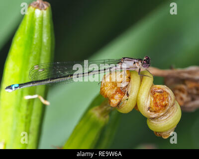A damselfly in May 208 in Washington state, USA; possibly female Pacific forktail (Ischnura cervula) Stock Photo