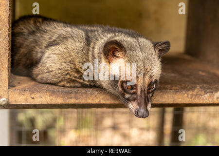 Asian Palm Civet - The animal used for the production of expensive Kopi Luwak coffee. The animals are held in cages and are fed coffee beans. Stock Photo