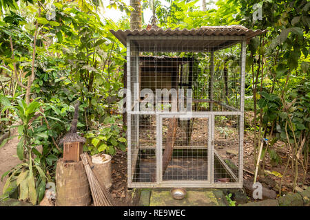 Cage containing an Asian Palm Civet - The animal used for the production of expensive Kopi Luwak coffee. The animals are held in cages and are fed cof Stock Photo