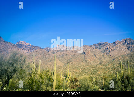 The saguaro cacti cover the area of the Sabino Canyon recreation Area located in the Santa Catalina Mountains near Tucson, AZ Stock Photo