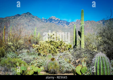 The cacti covered desert in Sabino Canyon Recreation Area is located in the Santa Catalina Mountains near Tucson, AZ, the cacti include saguaros, barr Stock Photo