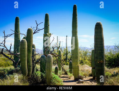 A dozen Saguaro Cacti cluster in the desert landscape in the Sabino Caynon Recreation Area near Tucson, AZ