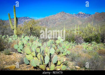 The saguaro cacti and prickly pear cacti cover the area of the Sabino Canyon recreation Area located in the Santa Catalina Mountains near Tucson, AZ Stock Photo