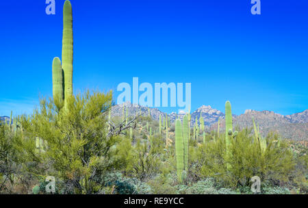 The saguaro cacti cover the area of the Sabino Canyon recreation Area located in the Santa Catalina Mountains near Tucson, AZ Stock Photo