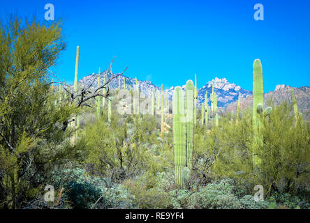 The saguaro cacti cover the area of the Sabino Canyon recreation Area located in the Santa Catalina Mountains near Tucson, AZ Stock Photo