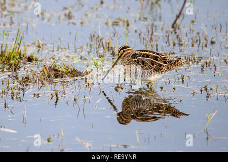 Snipe  at Leighton Moss RSPB bird reserve in January Stock Photo