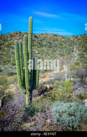 The saguaro cacti cover the area of the Sabino Canyon recreation Area located in the Santa Catalina Mountains near Tucson, AZ Stock Photo