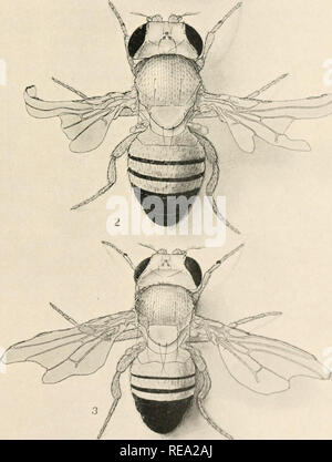 . Contributions to the genetics of Drosophila melanogaster. Drosophila melanogaster; Heredity; Karyokinesis. . Please note that these images are extracted from scanned page images that may have been digitally enhanced for readability - coloration and appearance of these illustrations may not perfectly resemble the original work.. Carnegie Institution of Washington; Morgan, Thomas Hunt, 1866-1945; Bridges, Calvin B. (Calvin Blackman), 1889-1938; Sturtevant, A. H. (Alfred Henry), 1891-1970. Washington, Carnegie Institution of Washington Stock Photo