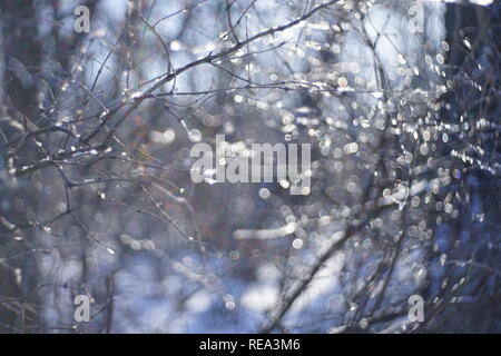 blurred background of forest in the snow with branches with bokeh circles in winter Stock Photo