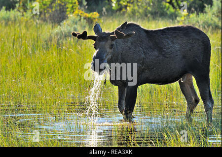 A bull moose 'Alces alces',feeding on some water plants in the warm spring light in Jasper National Park Alberta Canada. Stock Photo