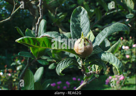 Close-up of common medlar (Mespilus Germanica, Crataegus Germanica) fruit and leaves on a branch in a garden with flowers in the blurred background. Stock Photo
