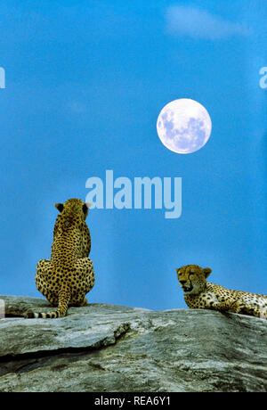 Cheetahs on rocks, Serengeti Stock Photo - Alamy