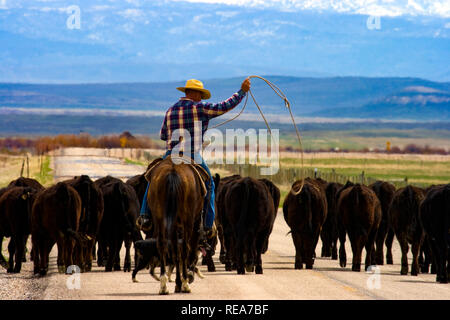 Cattle drive. In the region of the Upper Green River Basin traditional ranch life is threatened by the oil and gas development. These scenes depict ranch environment along the Green River and surrounding areas. Many of these ranchers are planning to put their places into conservation easements to preserve the environment and lifestyle here and to protect agains oil and gas development. Stock Photo