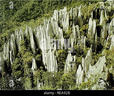 . The Conservation Atlas of Tropical Forests: Asia and the Pacific. Sabah and Sarawak (Eastern Malaysia) and other non-native groups are largely urban and coastal, while indigenous groups such as Iban (30 per cent of Sarawak's popula- tion), Bidayuh, Kelabit, Lun Bawang, Kayan, Kenyah, Berawan and many other orang ulu groups are largely inland farmers (Hong, 1987). Many of these still have a culture and livelihood which is hnked, at least loosely, to the forest. The Penan are a people from the interior of Borneo who traditionally live a nomadic life of hunting and gathering. While the majority Stock Photo