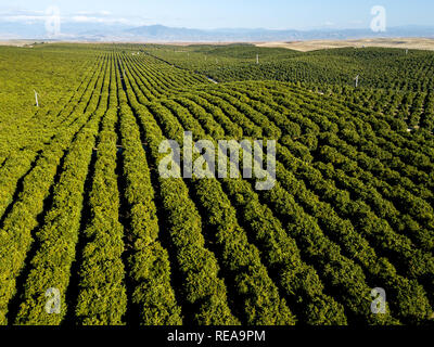 Green Orange Stripes - Orange grove rows point to the southern Sierra Nevada foothills. Richgrove, California, USA Stock Photo