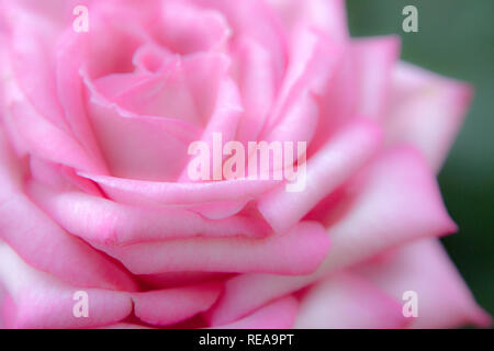 Cotton Candy - International Rose Test Garden, Portland, Oregon, USA Stock Photo