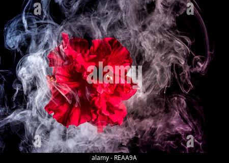 red tea rose flower in clouds of multicolored smoke on isolated black background with flash Stock Photo