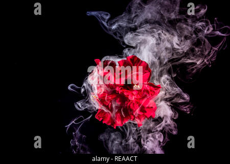 red tea rose flower in clouds of multicolored smoke on isolated black background with flash Stock Photo