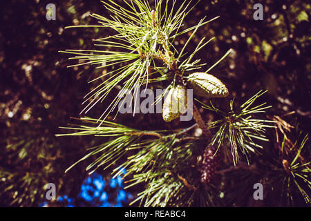 Pine cones. Cones on pine branches and sunlight. Stock Photo