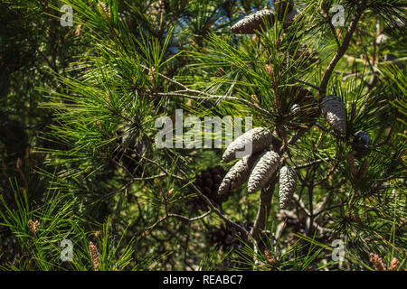 Pine cones. Cones on pine branches and sunlight. Stock Photo