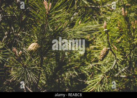 Pine cones. Cones on pine branches and sunlight. Stock Photo