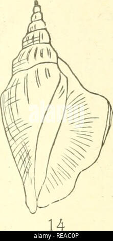The Conchological Magazine Mollusks Ae ºaea A ae Ae 244 Ae E Aeµ C E E Aeª C A Ae C A A E Aªi a A Aka C A Al Istol Sio 13 Gt Lten Ae A A Eacaaªaaa Ca E C A A aa Ae A e Eµ aa a 1a Quot A L Anus Tainn Aeµ C Ac