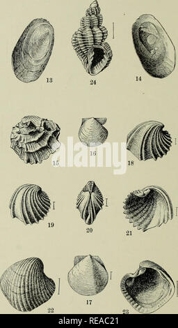 . The Conchologists' exchange. Mollusks. THE NAUTILUS, XVI PLATE IV. ALDRICH: EOCENE MOLLUSCA.. Please note that these images are extracted from scanned page images that may have been digitally enhanced for readability - coloration and appearance of these illustrations may not perfectly resemble the original work.. Averell, William D. Philadelphia, Wm. D. Averell Stock Photo