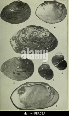 . The Conchologists' exchange. Mollusks. THE NAUTILUS, XXVI. PLATE III. 2, 3. UNIO JACKSONIANUS FRIERSON. 4. 5. UNIO PURPURIATUS SAY. 6.7. VIVIPARUS V/ALKERI PILS. &amp; JOHNS.. Please note that these images are extracted from scanned page images that may have been digitally enhanced for readability - coloration and appearance of these illustrations may not perfectly resemble the original work.. Averell, William D. Philadelphia, Wm. D. Averell Stock Photo