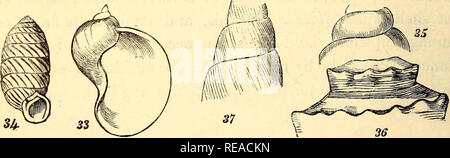 . A conchological manual. Shells. 22 INTRODUCTION. papillary apex is one which is swelled at the extremity into a little rounded nob, or nipple; and a mammellated apex is one which is rounded out more fully into the shape of a teat. Whorls. The spire is described as consisting of numerous or few whorls, and sometimes the number of them is particularly stated. A whorl consists of one turn of the spiral cone. The whorls are described as flattened, when the sides are not bulged out so as to cause the outline of the spire to deviate considerably fromT straightness: when the contrary is the case, t Stock Photo