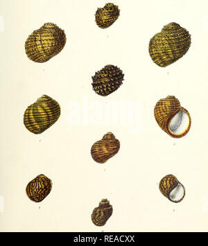 Sylvanus Shell 'Conchologia Indica' is a detailed work on the mollusks of India ...