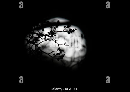 Washington, USA. 20th Jan, 2019. The moon is seen during a lunar eclipse in Washington, the United States, on Jan. 20, 2019. Credit: Liu Jie/Xinhua/Alamy Live News Stock Photo
