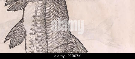 Tius hi-res stock photography and images - Page 3 - Alamy