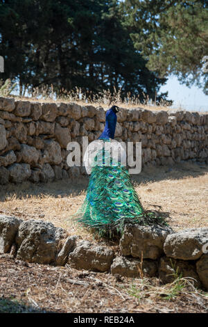 Peacock strolling along stone wall during summer day. Monastery of Filerimos gardens and surroundings apparently become a natural habitat for peacock. Stock Photo