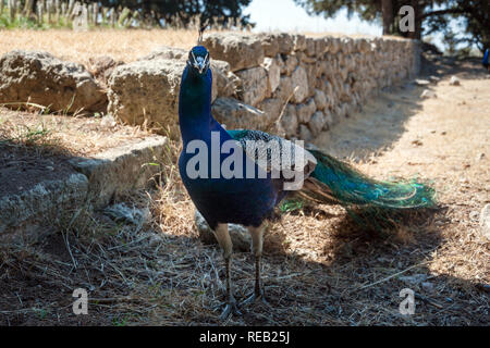 Peacock strolling along stone wall during summer day. Monastery of Filerimos gardens and surroundings apparently become a natural habitat for peacock. Stock Photo