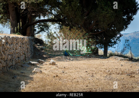 Peacock strolling along stone wall during summer day. Monastery of Filerimos gardens and surroundings apparently become a natural habitat for peacock. Stock Photo
