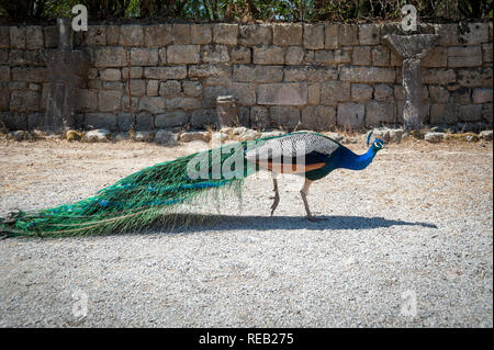 Peacock strolling along stone wall during summer day. Monastery of Filerimos gardens and surroundings apparently become a natural habitat for peacock. Stock Photo