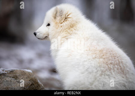 Beautiful arctic fox in white winter coat sitting Stock Photo