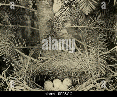 A Blue Jay S Nest With Blue Eggs Stock Photo Alamy
