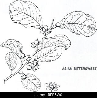 . Concord area trees and shrubs. Botany; Trees; Shrubs. NIGHTSHADE. Please note that these images are extracted from scanned page images that may have been digitally enhanced for readability - coloration and appearance of these illustrations may not perfectly resemble the original work.. Angelo, Ray, 1948-; Angelo, Ray, 1948-. Cambridge, Mass. : Concord Field Station, Museum of Comparative Zoology, Harvard University Stock Photo