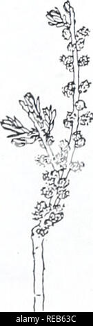 . Concord area trees and shrubs. Botany; Trees; Shrubs. BAYBERRY. Please note that these images are extracted from scanned page images that may have been digitally enhanced for readability - coloration and appearance of these illustrations may not perfectly resemble the original work.. Angelo, Ray, 1948-; Angelo, Ray, 1948-. Cambridge, Mass. : Concord Field Station, Museum of Comparative Zoology, Harvard University Stock Photo