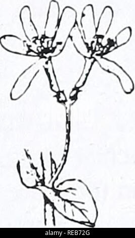 . Concord area trees and shrubs. Botany; Trees; Shrubs. HONEYSUCKLE MORROW HONEYSUCKLE. Please note that these images are extracted from scanned page images that may have been digitally enhanced for readability - coloration and appearance of these illustrations may not perfectly resemble the original work.. Angelo, Ray, 1948-; Angelo, Ray, 1948-. Cambridge, Mass. : Concord Field Station, Museum of Comparative Zoology, Harvard University Stock Photo