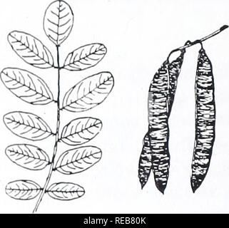 . Concord area trees and shrubs. Botany; Trees; Shrubs. TREES ALTERNATE COMPOUND LEAVES PART A: Leaves mostly with 11 or more leaflets BLACK LOCUST Robinia pseudo-acacia Usually thorny with paired thorns, less than 2.5 cm. long. Leaflets 7-21 with untoothed margins, 2.5-4.5 cm. long. Leaves 15-35 cm. long. Twigs smooth or slightly hairy. Fruit pods 5-15 cm. long. Flowers white. Roadsides, fencerows. Naturalized. Common. CLAMMY LOCUST Robinia viscosa Small tree or large shrub. Similar to Black Locust but thorns (if any) are not significant; leaflets 13-25; twigs and fruit pods sticky-glandular; Stock Photo